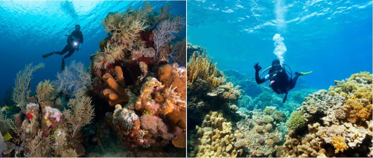 Scuba divers explore the ocean in both the Cayman Islands and Barbados